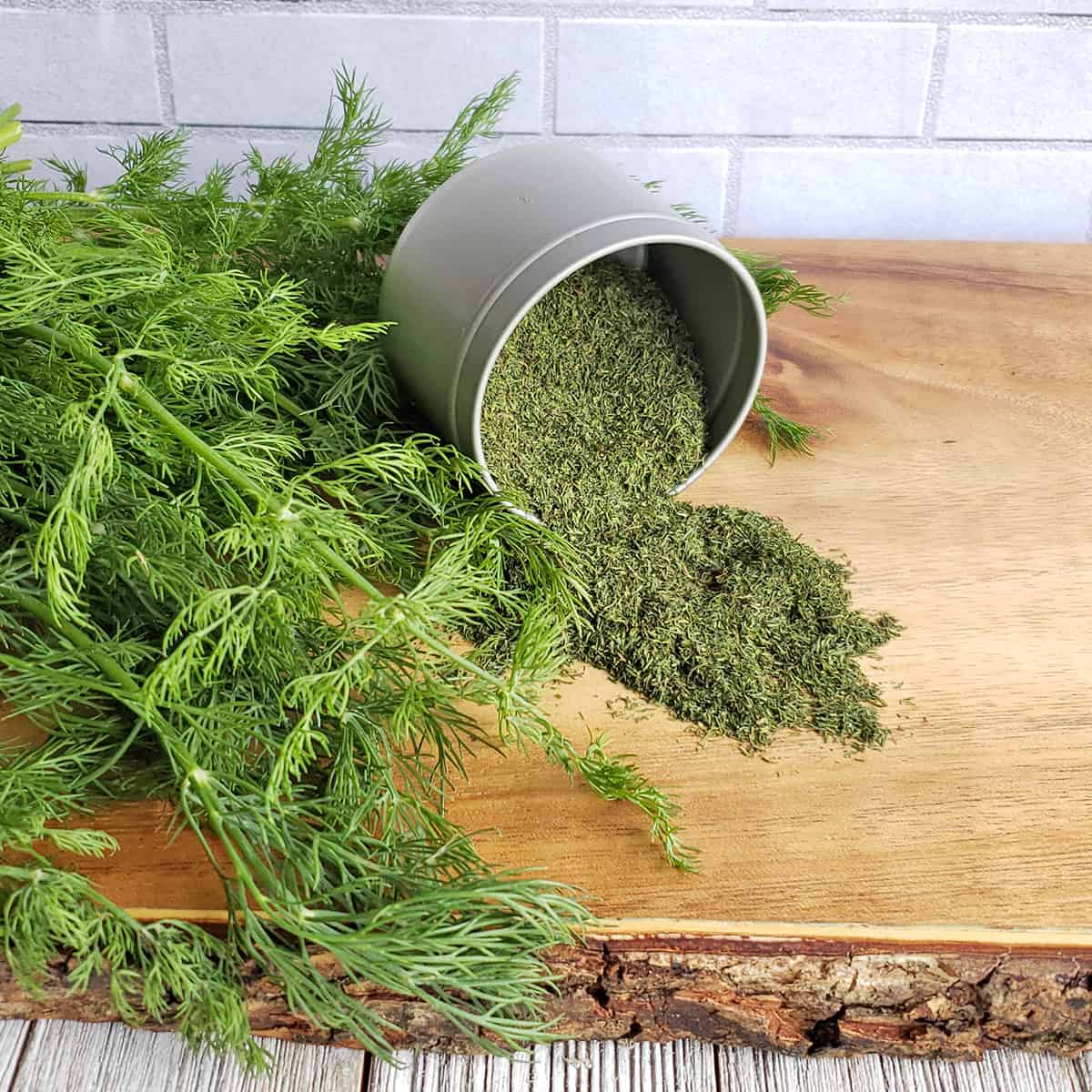 How to Dehydrate Dill Weed - The Purposeful Pantry