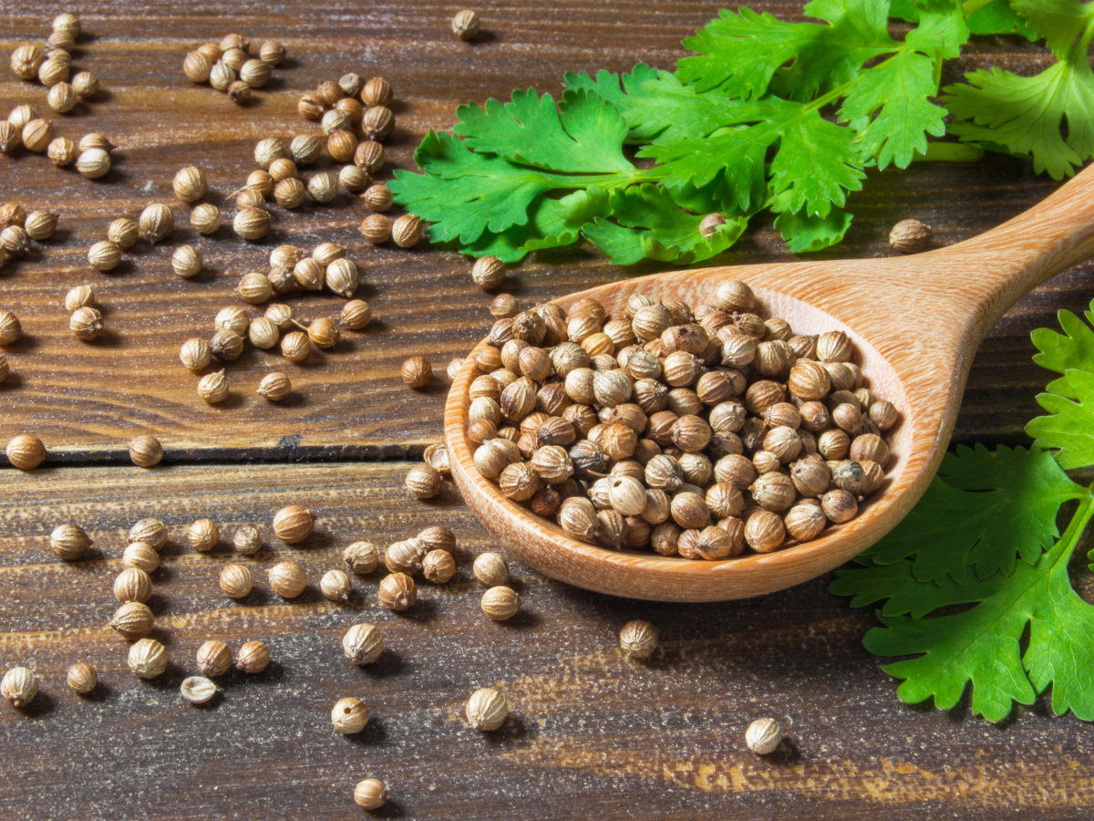 Coriander seed and it