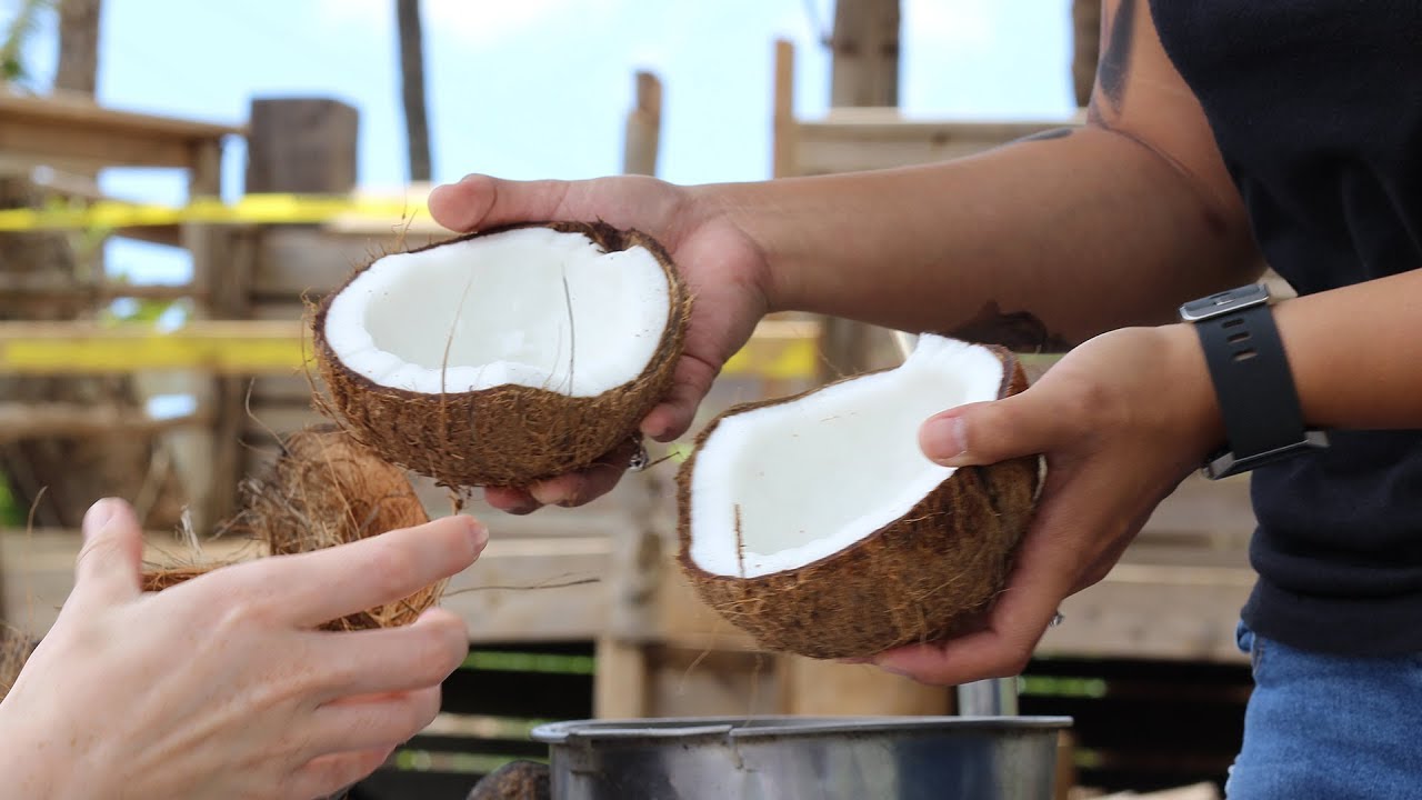 How to Open a Coconut Step By Step - Sip Bite Go