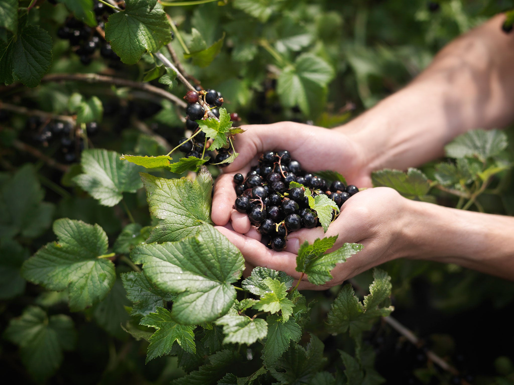 Blackcurrants are in season now, but why should we eat them and what  recipes can we prepare with them | The Independent | The Independent