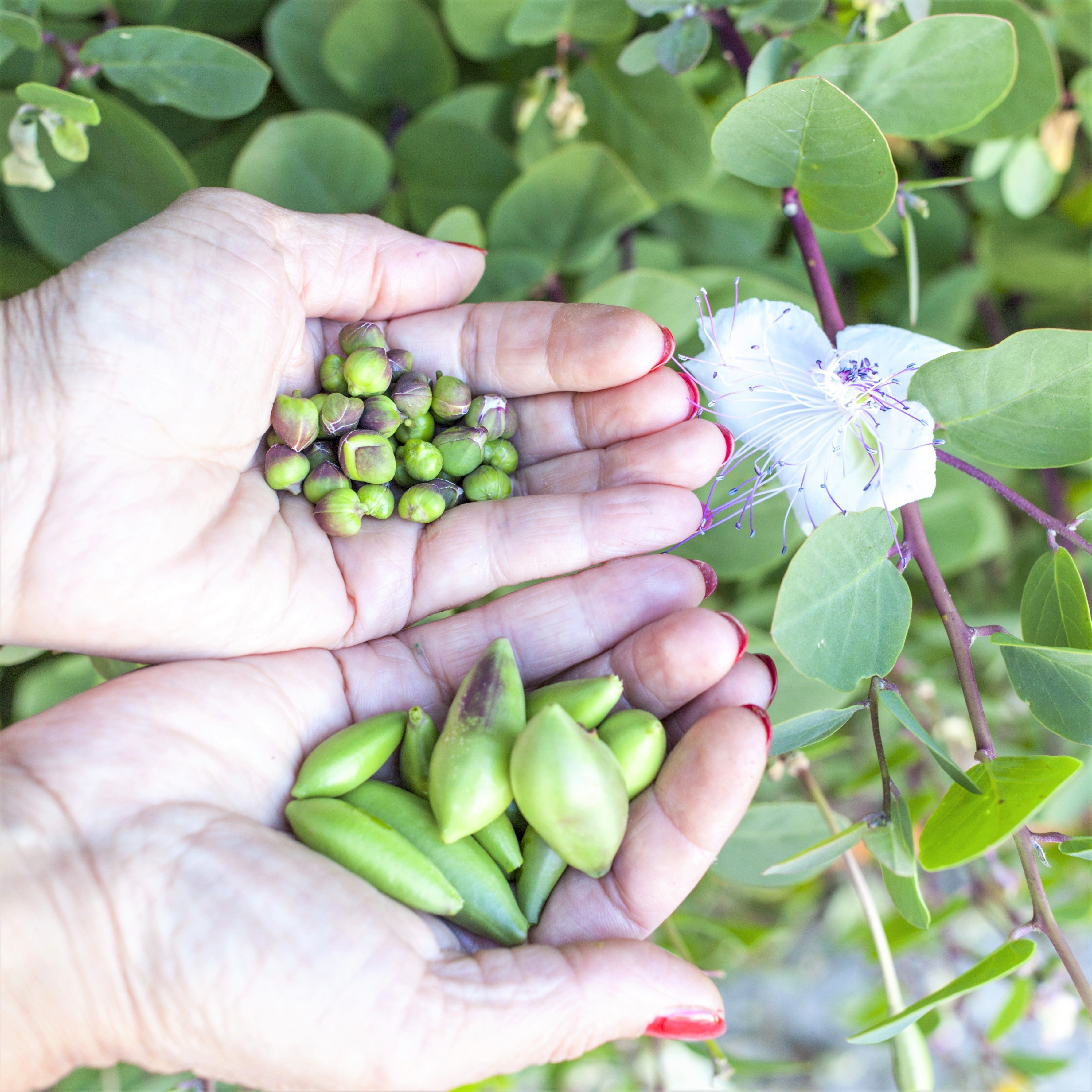 Caper Bush Potted Plants - 2 Pack – Easy To Grow Bulbs