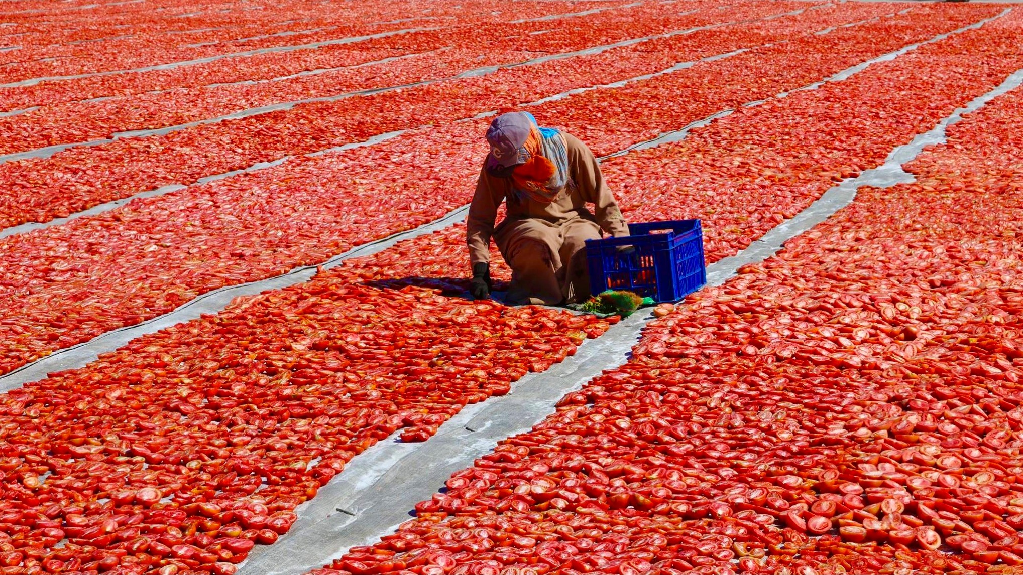 Sun-dried tomatoes give Egypt's farmers a new lease of life | Middle East Eye