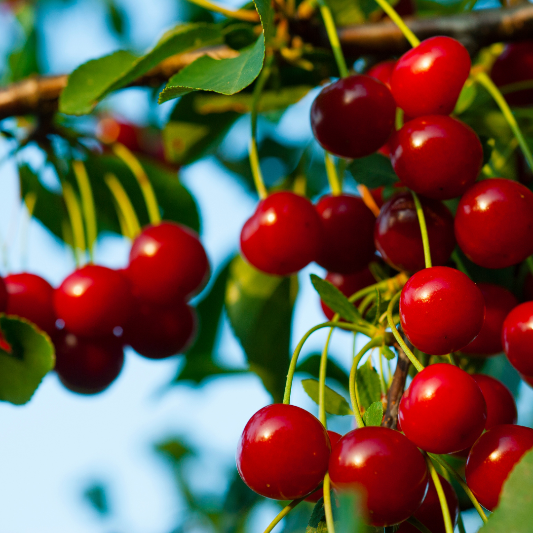 La griotte québécoise, un petit fruit à découvrir! - Mouvement J'aime les  fruits et légumes