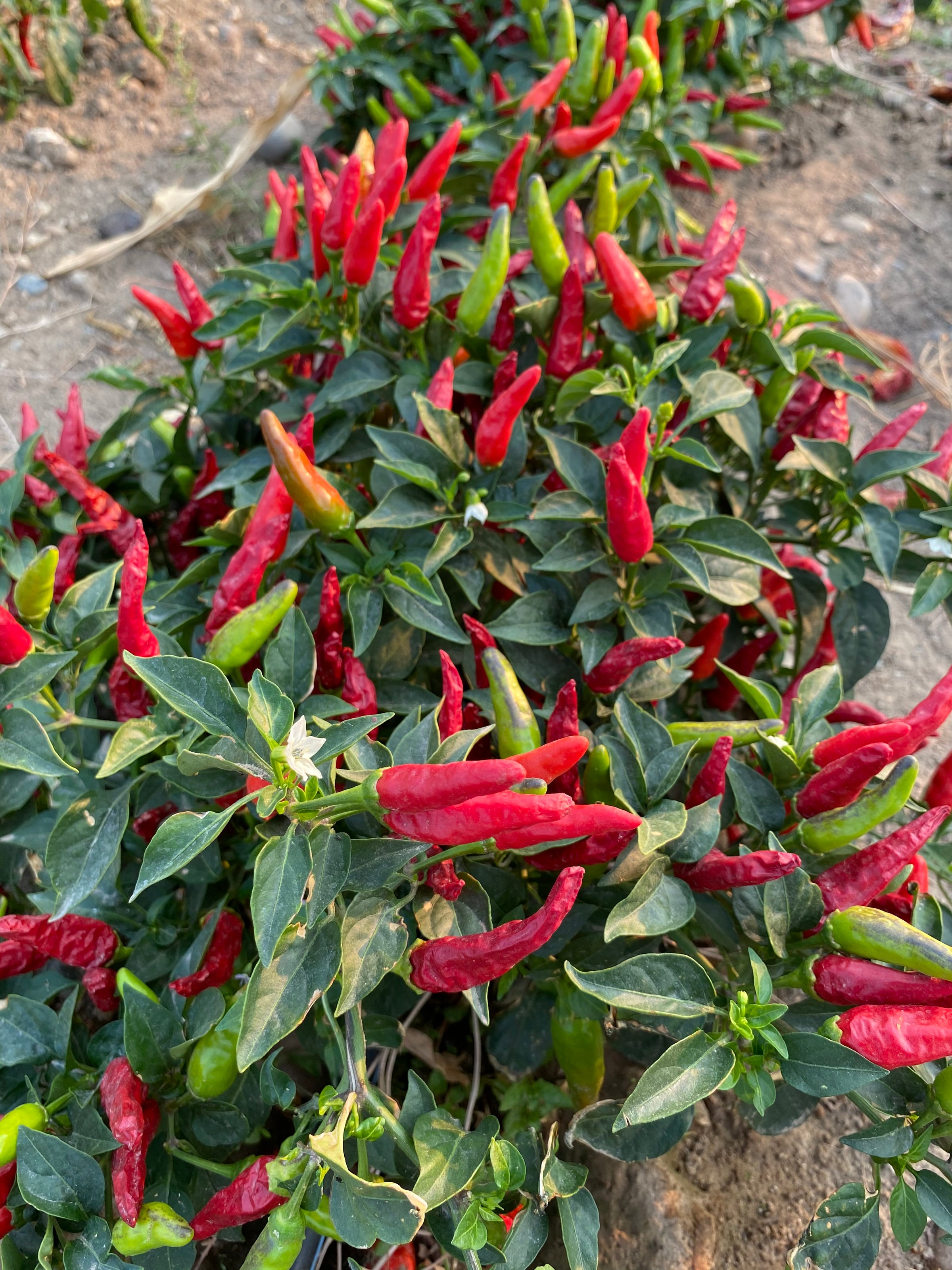 Guerra Pepper Farm | Guerra's