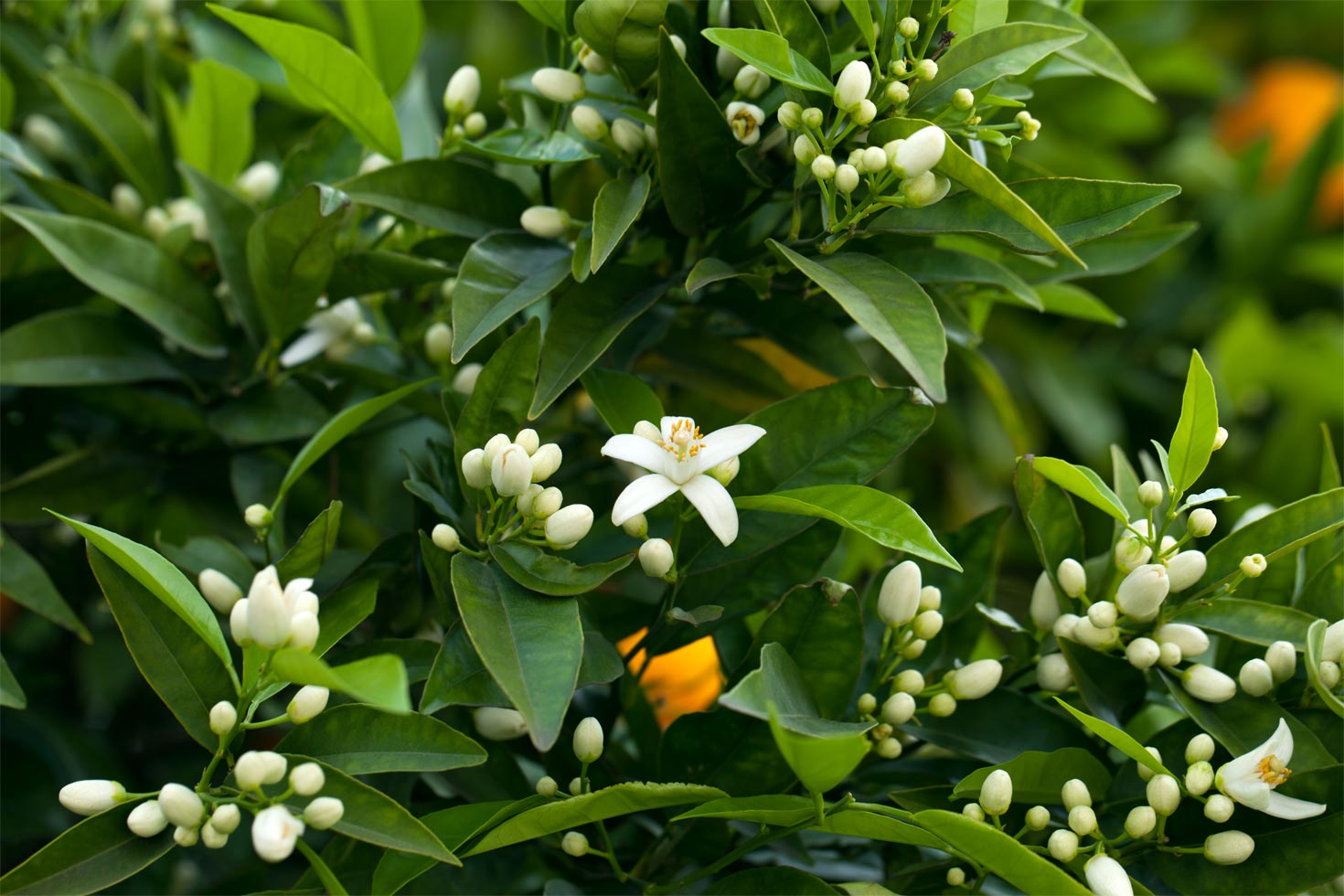 Petitgrain – Aqua Oleum