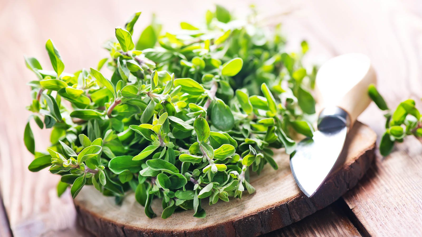 How to Plant, Grow, and Care for Marjoram