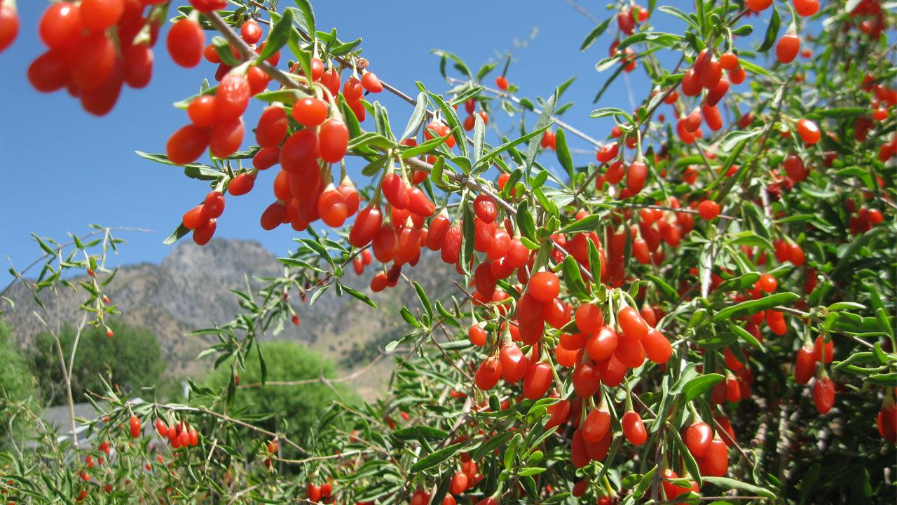 The Ultimate Guide to Growing Goji Berries: Goji Berry Plant Care and – Grow Organic