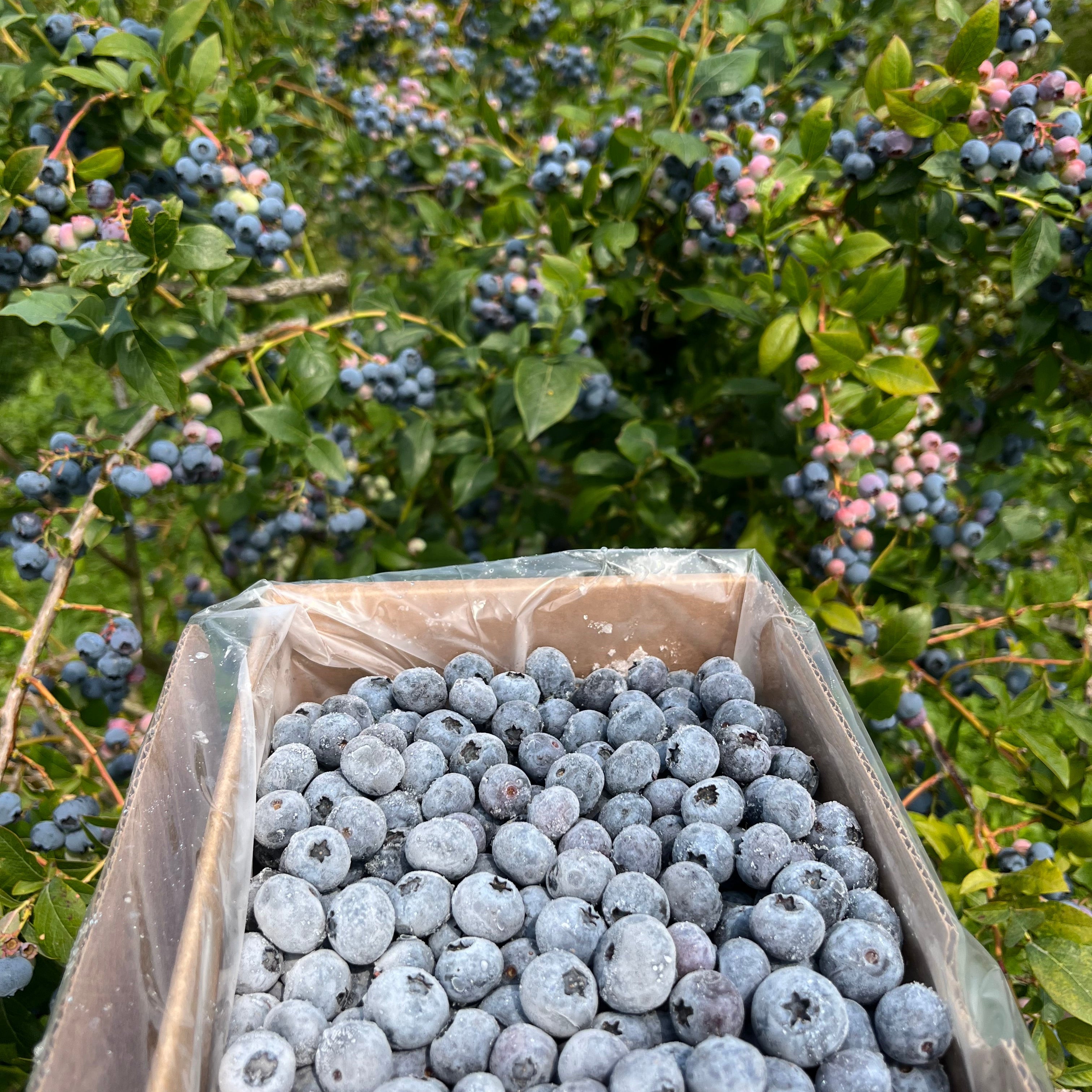 Frozen Organic Blueberries – Bow Hill Blueberries