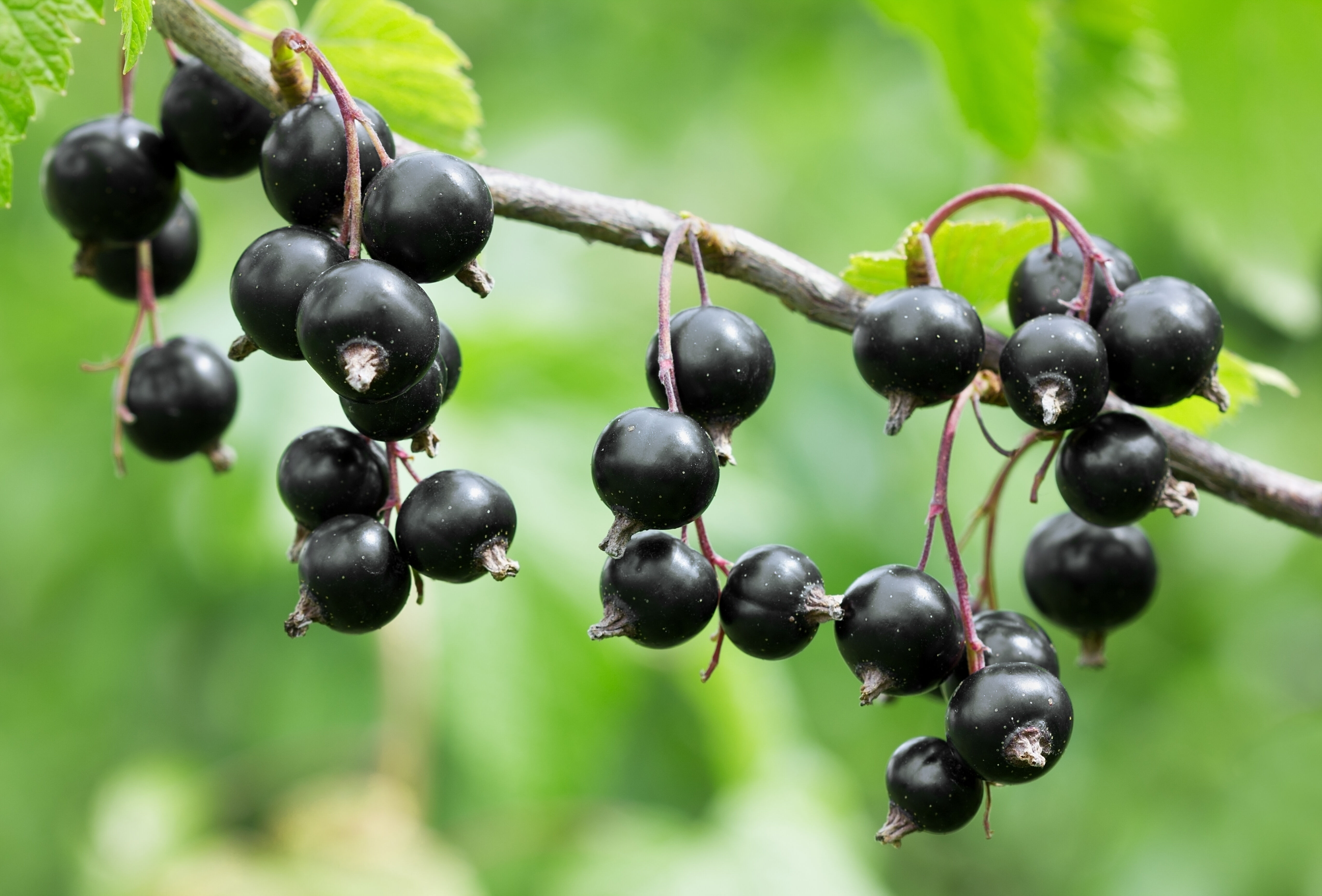 Black currant | Koppert UK