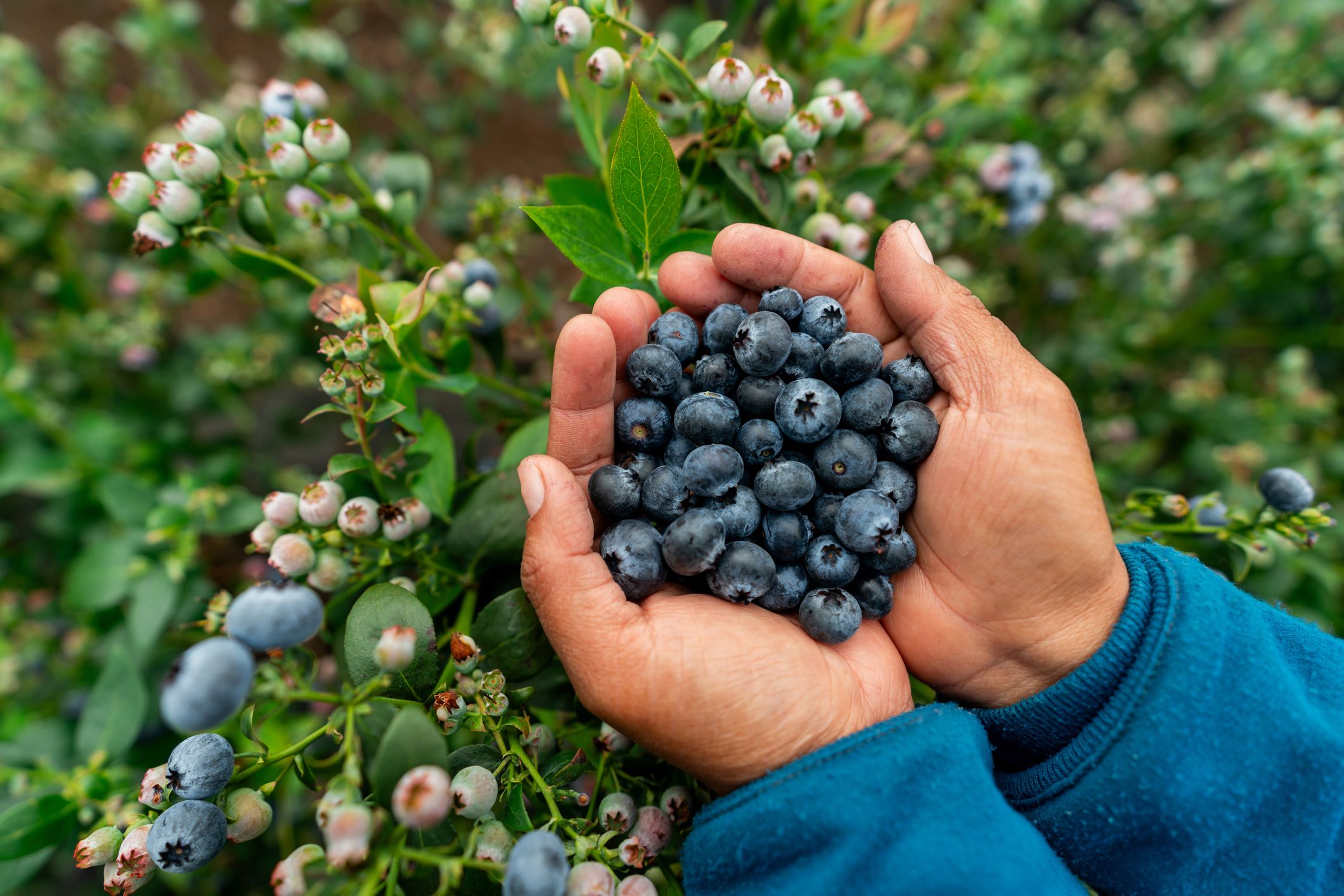 Here's What Happened When I Ate Blueberries for 2 Weeks