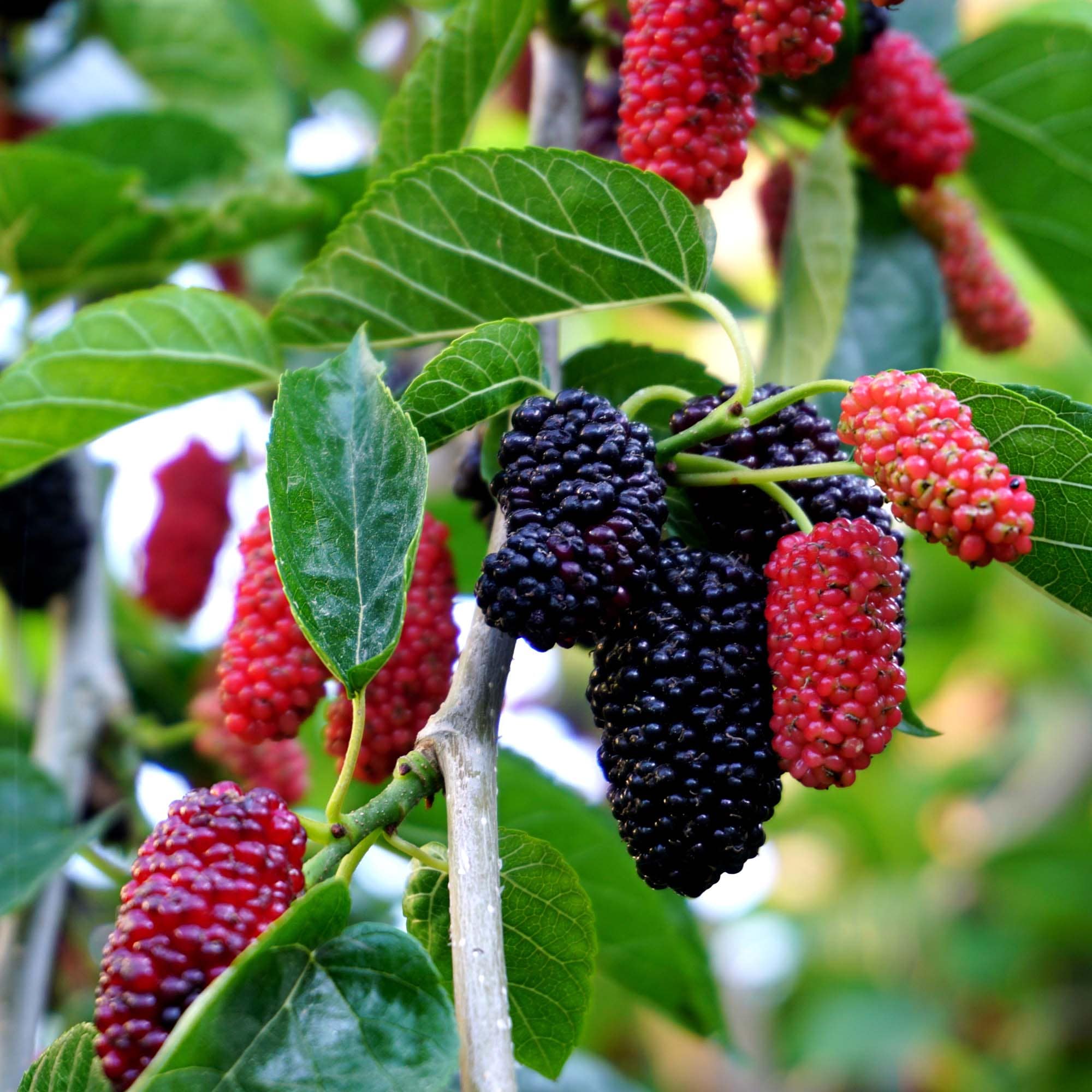Perfect Plants 1-Gallon Fruit Dwarf Everbearing Mulberry In Pot (With Soil)  LOMULBERRY1G at Lowes.com
