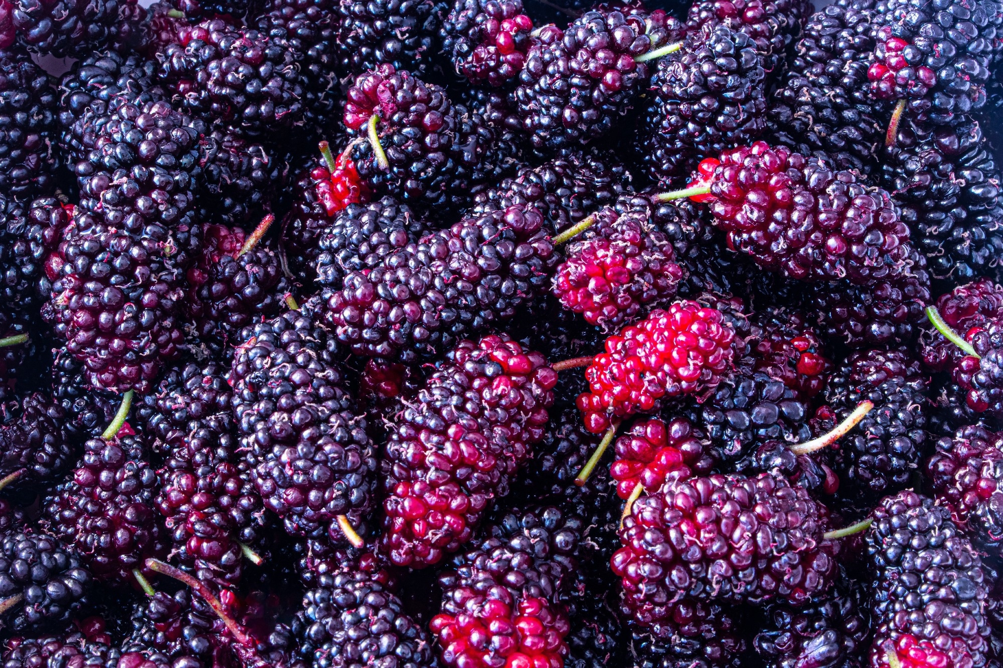 Could mulberry extract be the key to fighting obesity-induced reproductive  dysfunction?