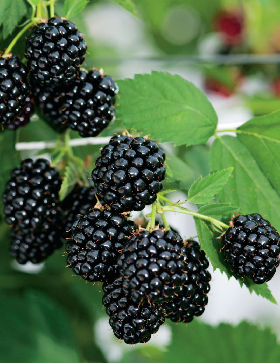 Thornless Blackberry Cane | Mr Fothergill's