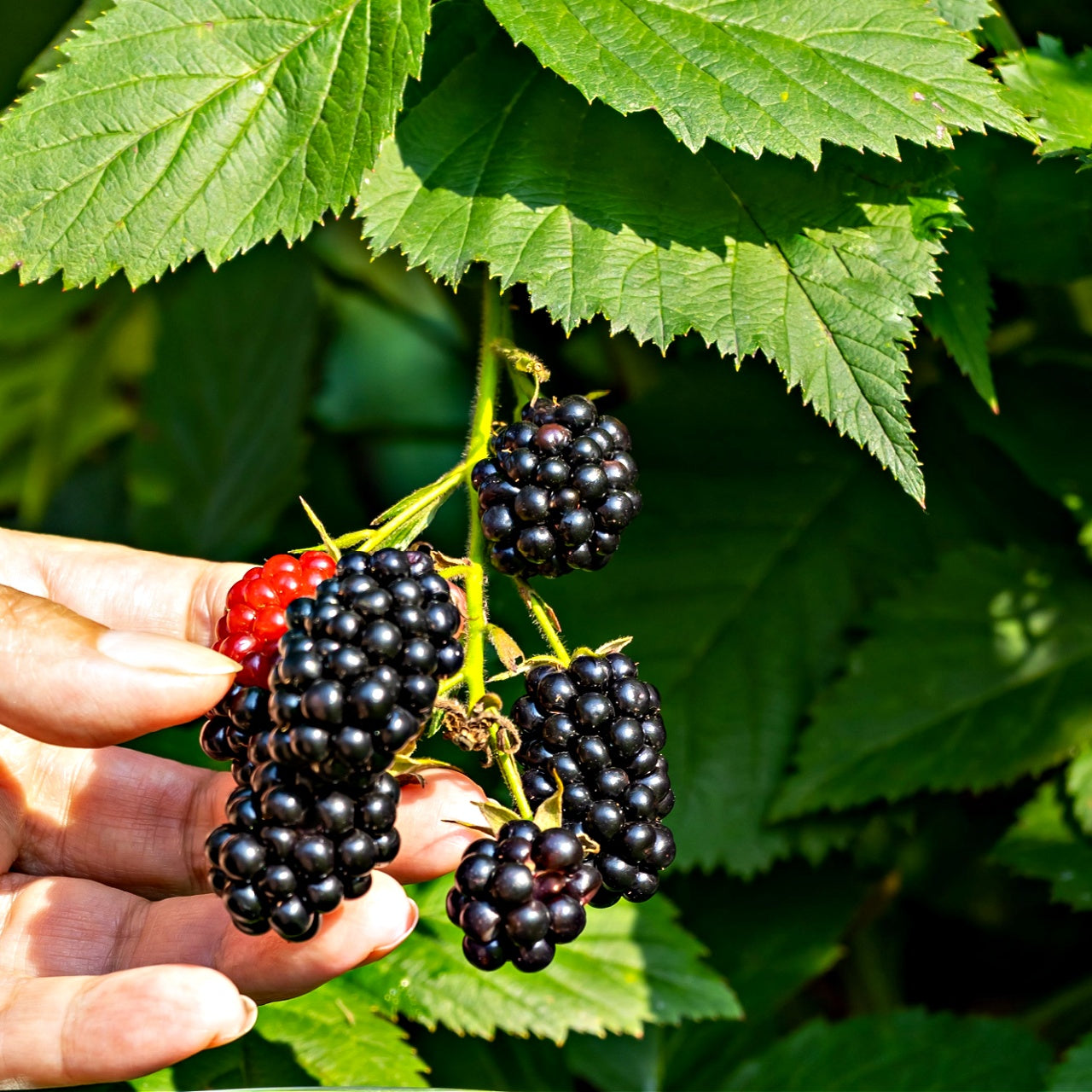 Order Wild Blackberry Shrubs Online | Productive Berry Bush – Tennessee  Wholesale Nursery