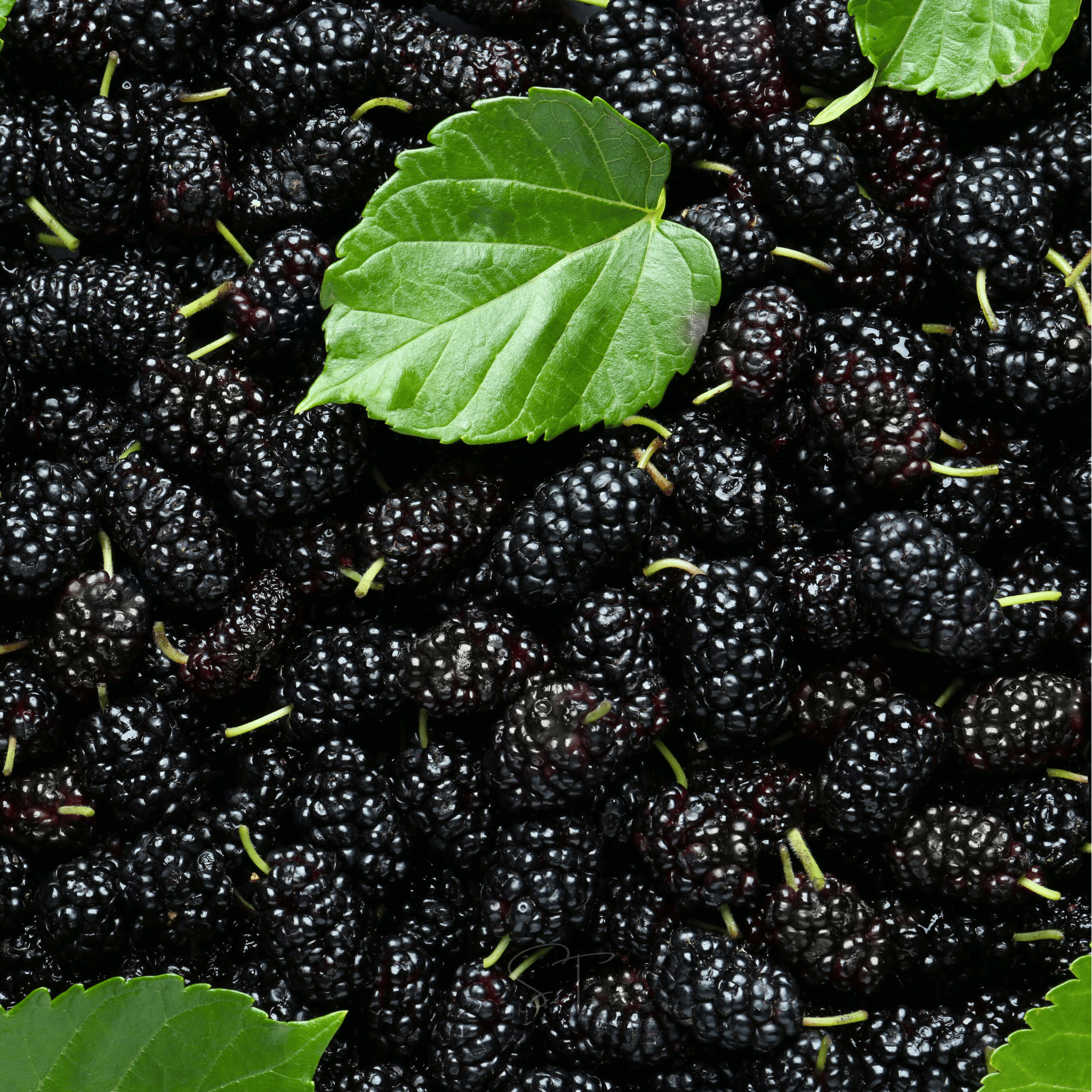 Mulberry, Black (Morus nigra) - 50 Seeds - Seed Therapy – Southern Seeds