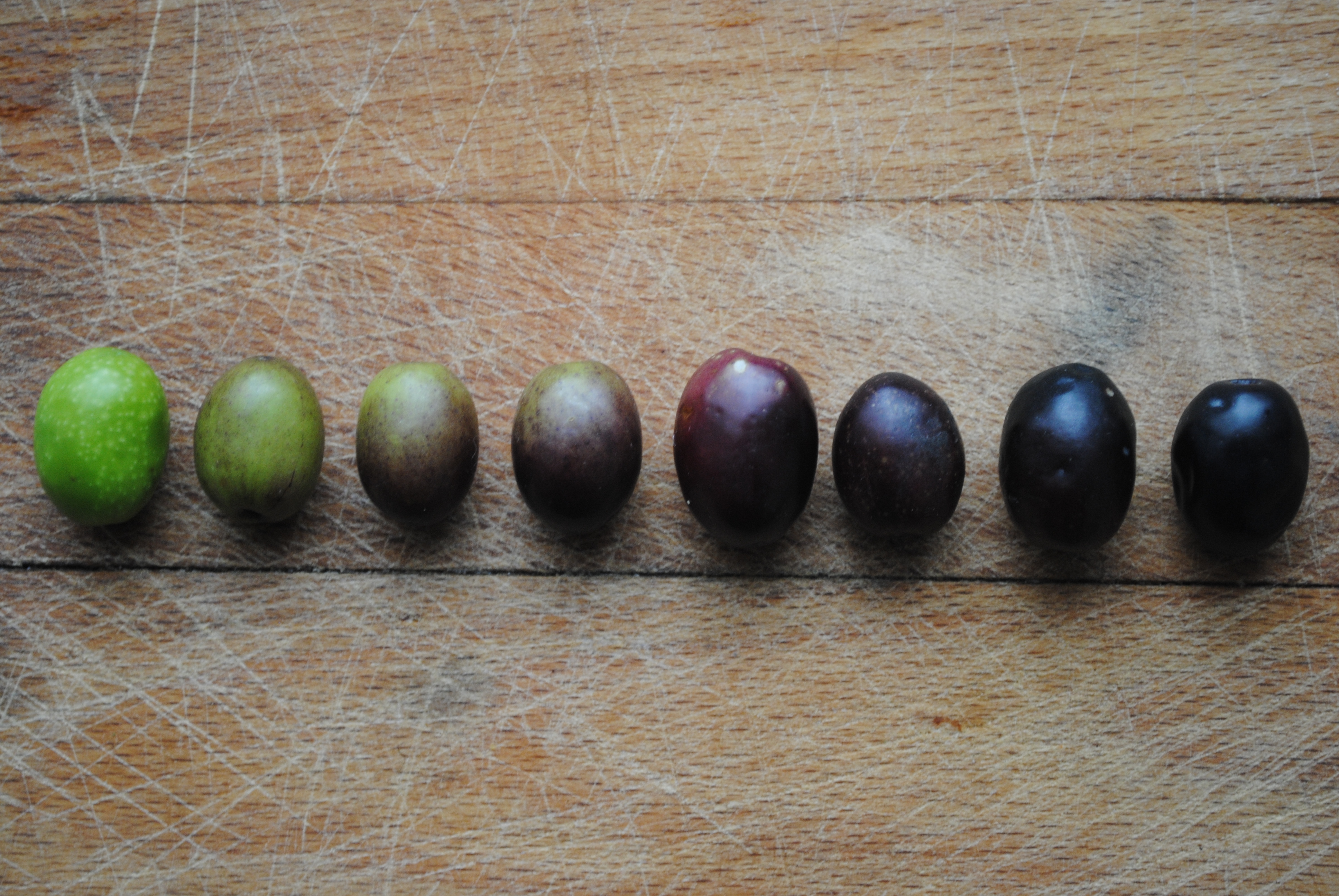 Ripening: olives show their true colours | Notes from a Tuscan Olive Grove