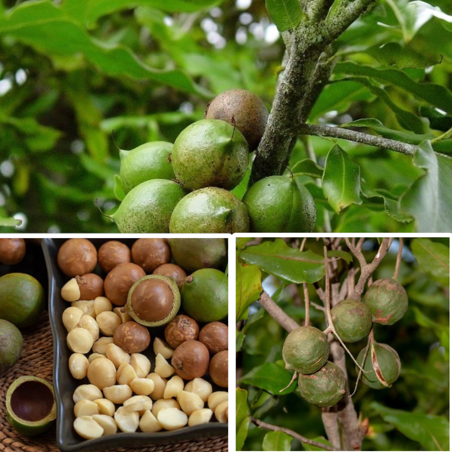 Buy Macadamia Nut (Macadamia integrifolia) Live Plant Online - IndNursery