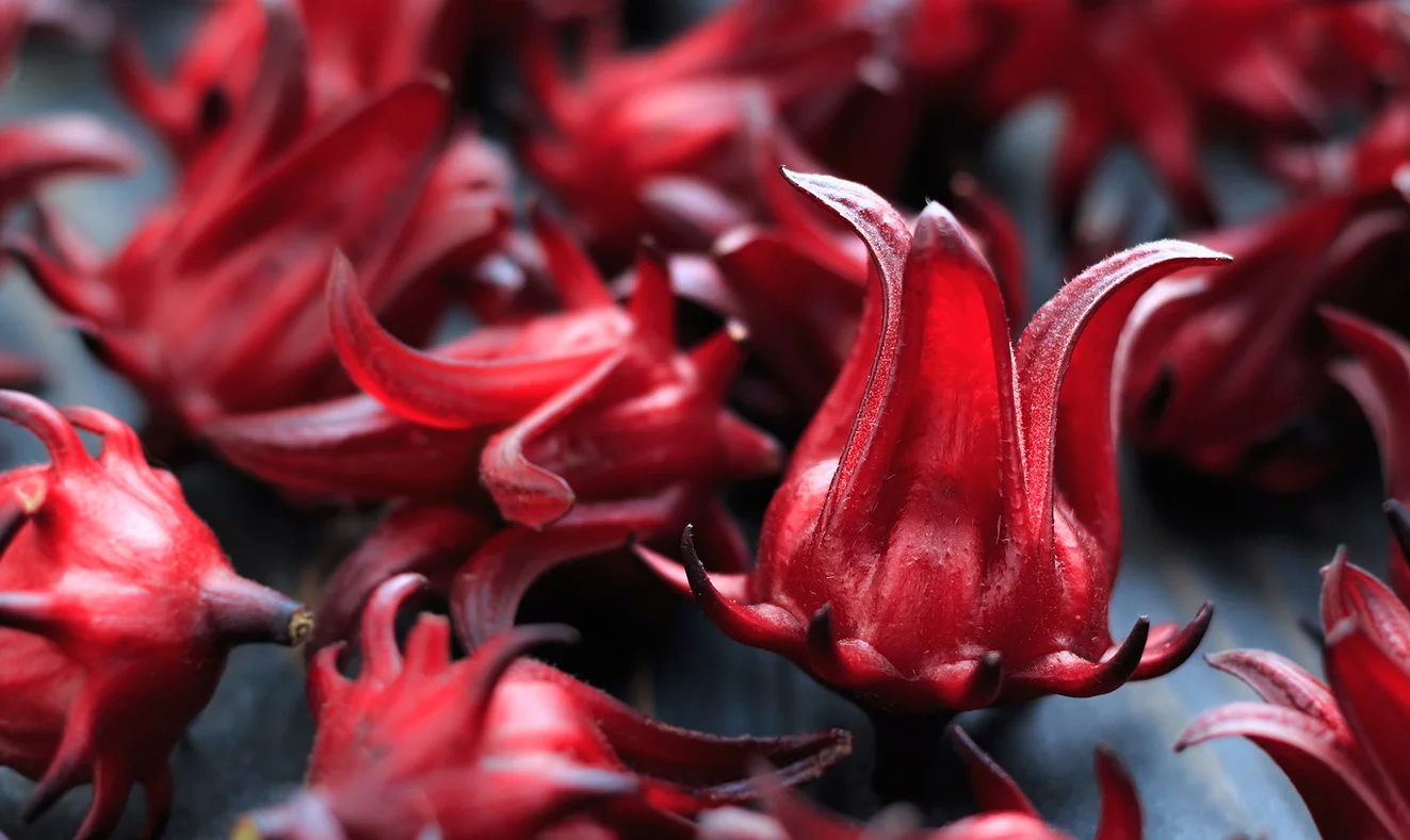 Những câu hỏi thường gặp về Trao và Hibiscus - Trao Group - Cho đi với lòng  tôn trọng – Give with respect