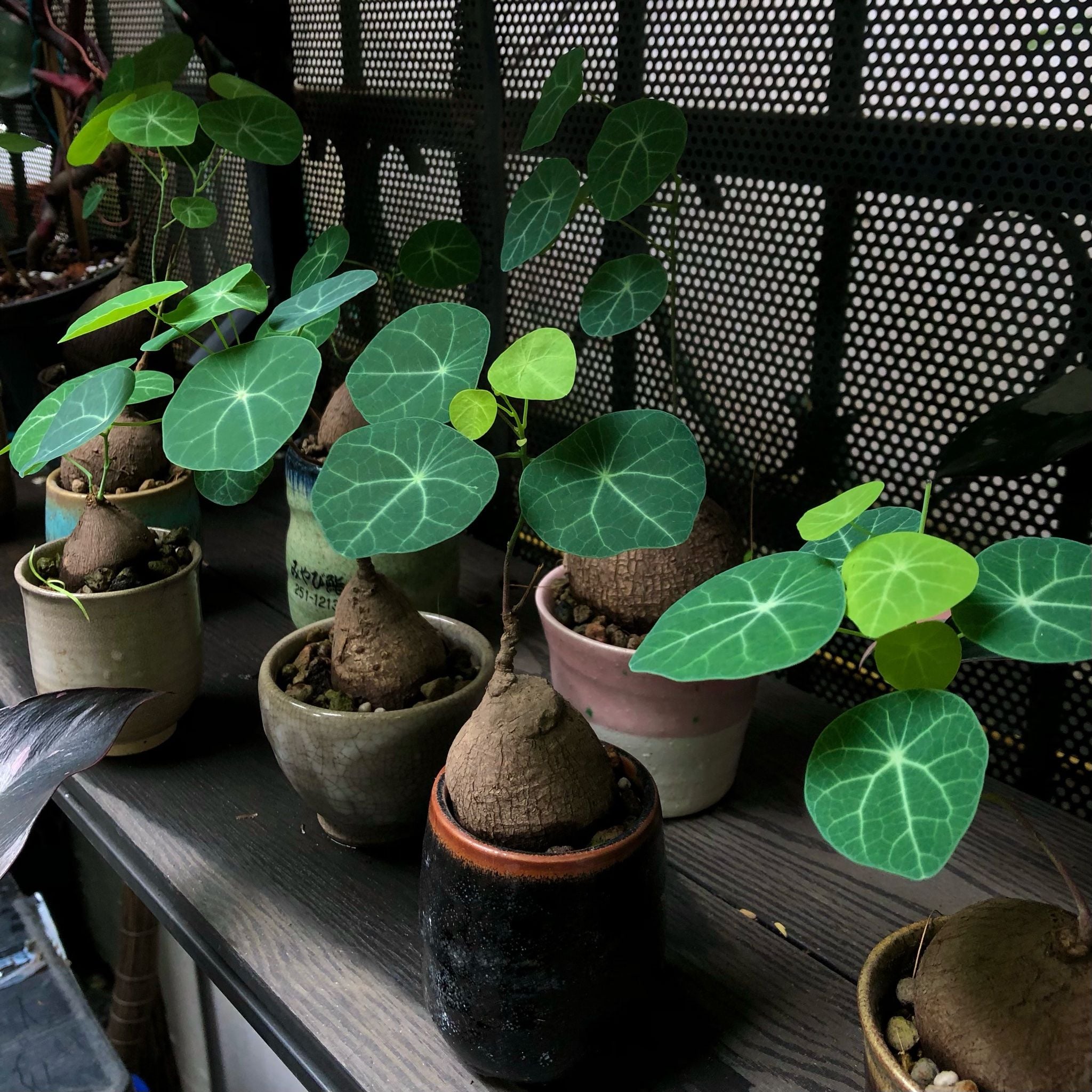 Bình vôi – Anagarden