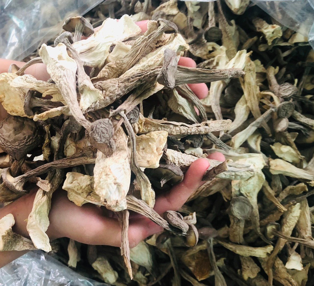 Nấm Dược Liệu Lộc Nhung – Thực - Thể - Chân Như