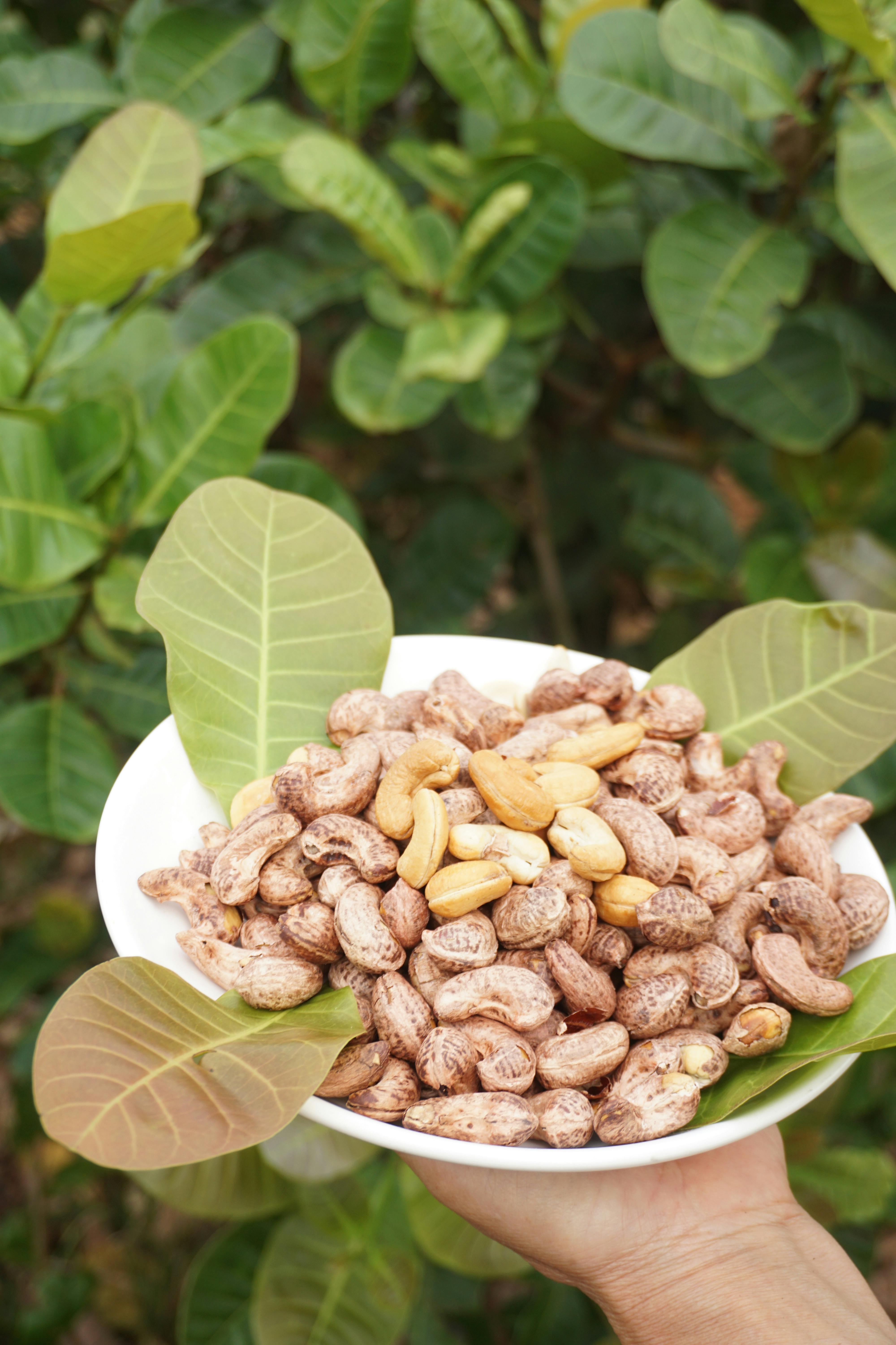 Close-Up of Raw Cashew Nuts in Hand Outdoors · Free Stock Photo