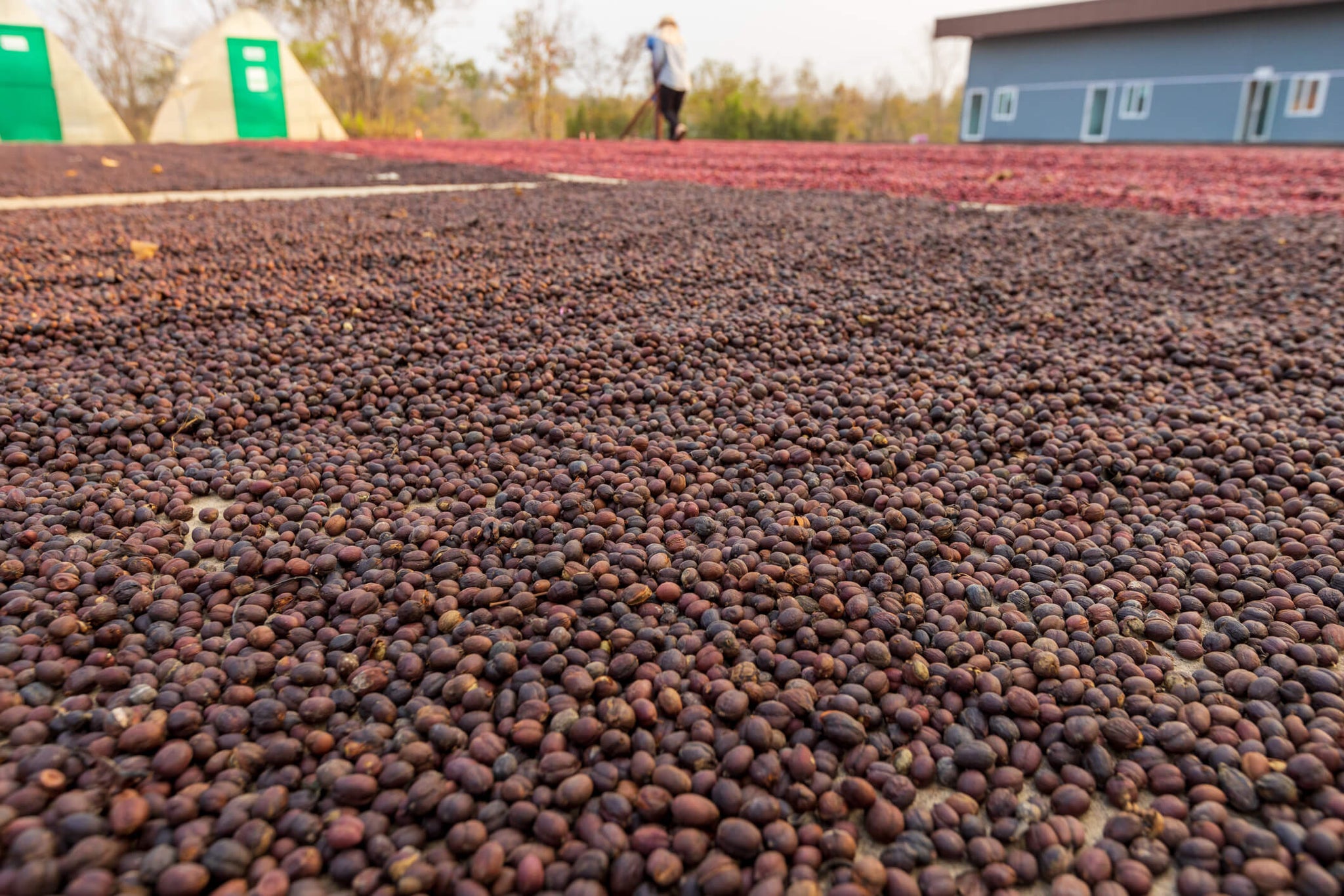 Coffee Processing: Natural, Washed, and Honey – Shiren Coffee